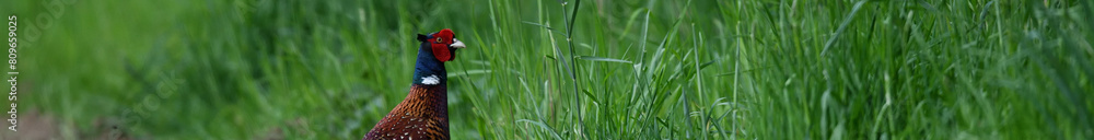 Hübsche Fasan Federn im grünen Gras. Gemustertes Gefieder am Tier Vogelkopf vor unscharfem Hintergrund. Hübsche Fasan Federn im grünen Gras. Gemustertes Gefieder am Tier Vogelkopf vor unscharfem Hintergrund.