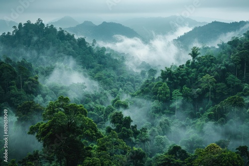 A lush green forest with a thick fog covering the trees