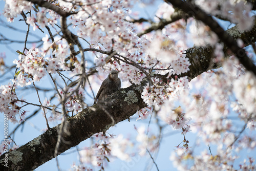 桜と野鳥