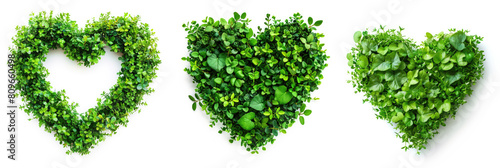 heart shape border frame made of green leaves isolated on white background  concept of love for nature  natural eco friendly herbal plant based design element  evolving thriving growth symbol icon