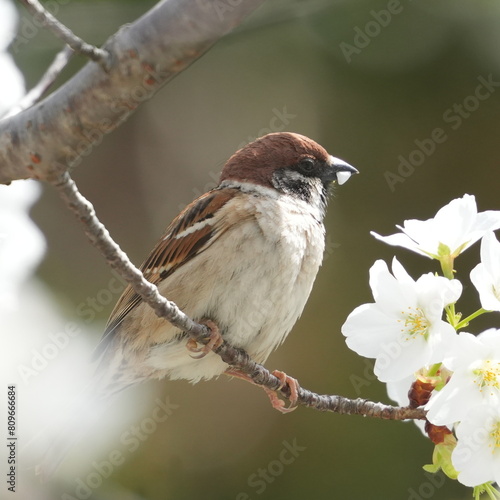 eurasian tree sparrow on a cherry flower photo