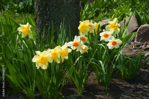 Orange and yellow and white flowers of daffodils in April photo