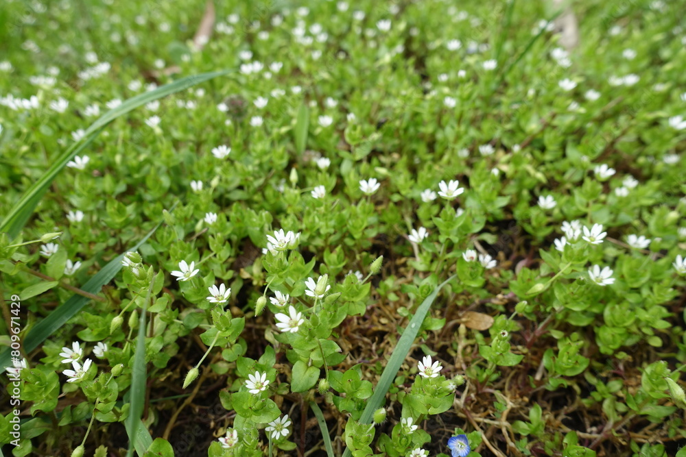 Green leaves and white flowers of stellaria media in April Green leaves and white flowers of stellaria media in April