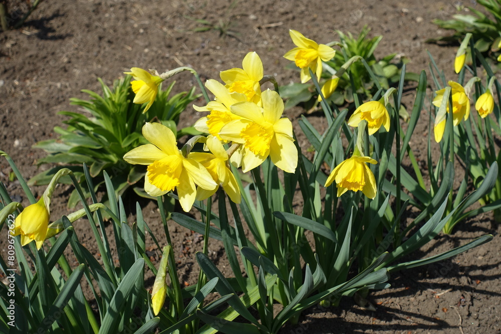 Obraz premium Flowering yellow common daffodils in mid March