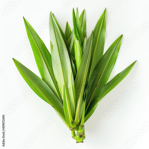 A beautiful image of a bunch of fresh green pandan leaves, tied together at the bottom photo