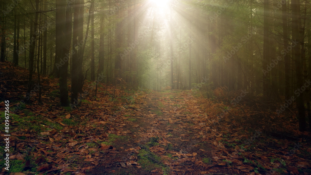 Beautiful sunny morning path in the woods with sun beams.