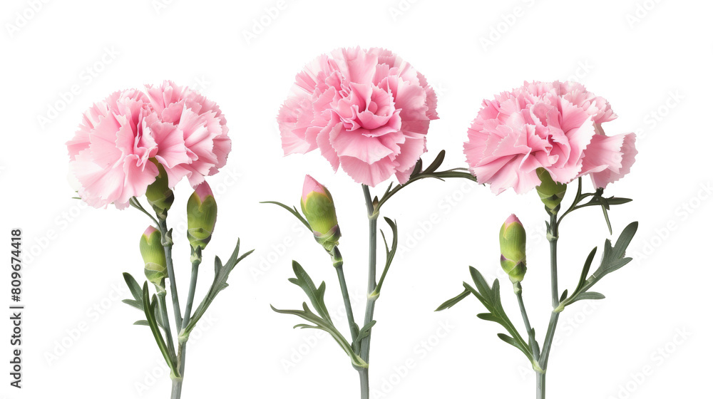 Three pink carnations with buds, arranged horizontally against a white background Three pink carnations with buds, arranged horizontally against a white background