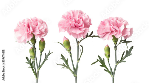 Three pink carnations with buds  arranged horizontally against a white background