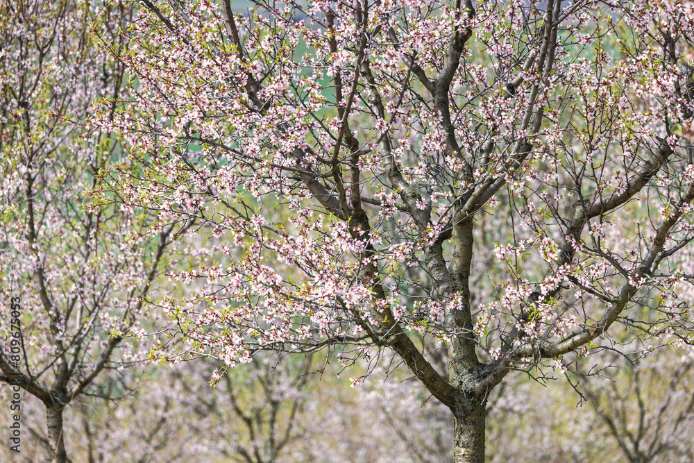 Detail view of blooming tree in The Almond orchard at Hustopece town in South Moravia, Czech Republic, Europe. Detail view of blooming tree in The Almond orchard at Hustopece town in South Moravia, Czech Republic, Europe.