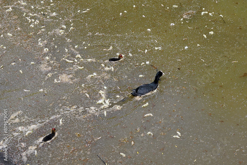 Blesshuhn mit zwei Küken in verschmutztem Gewässer - Emsradweg photo