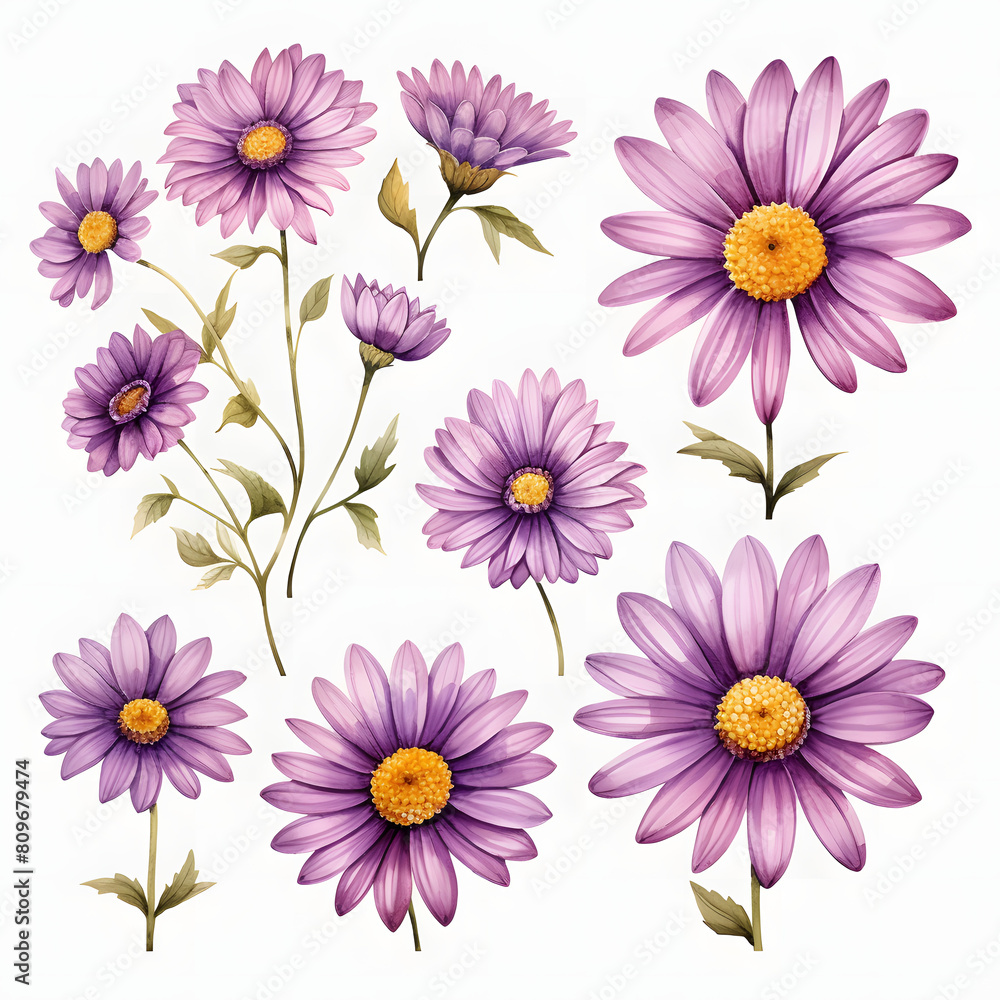 Obraz premium set of purple daisy flower isolated on transparent background cutout, watercolor illustration.