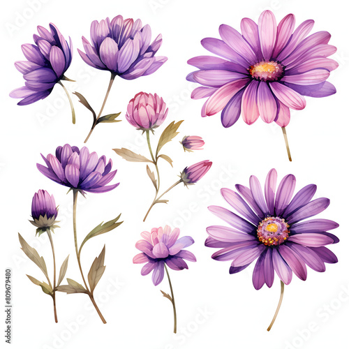 set of purple daisy flower isolated on transparent background cutout, watercolor illustration.