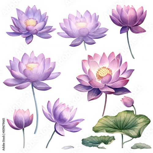 set of purple lotus flower isolated on transparent background cutout  watercolor illustration.