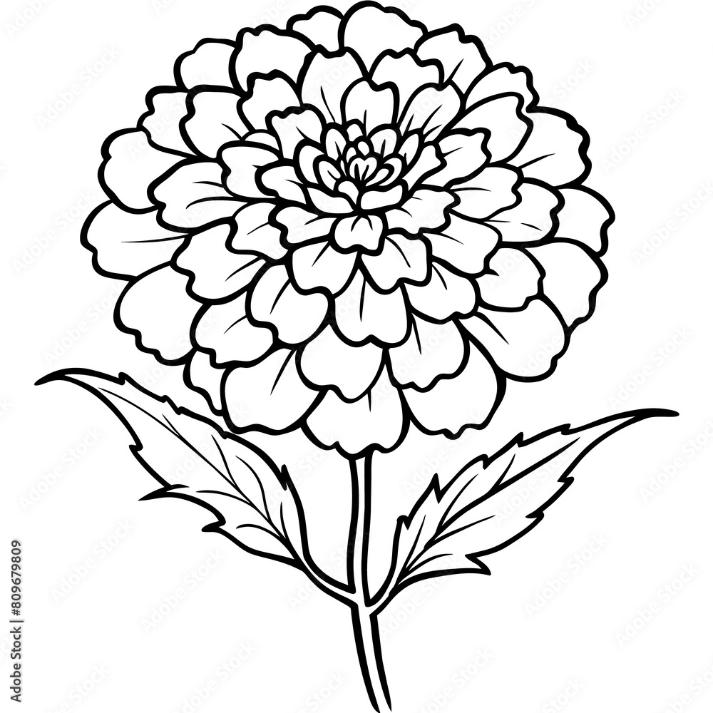 Obraz premium Marigold Flower outline illustration coloring book page design, Marigold Flower Bouquet black and white line art drawing coloring book pages for children and adults 