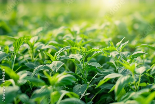 photo  natural lighting  stock photography  smart farming system optimizing crop cultivation with sensors and data analytics  adult --ar 3 2 Job ID  32a8c653-fd66-4069-a2f4-e1d3ee7583d2