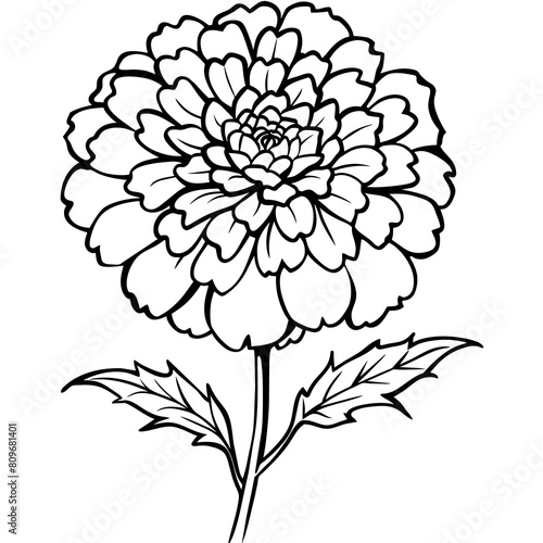 Marigold Flower outline illustration coloring book page design, Marigold Flower Bouquet black and white line art drawing coloring book pages for children and adults
