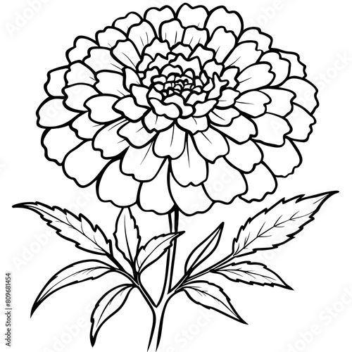 Marigold Flower outline illustration coloring book page design, Marigold Flower Bouquet black and white line art drawing coloring book pages for children and adults

