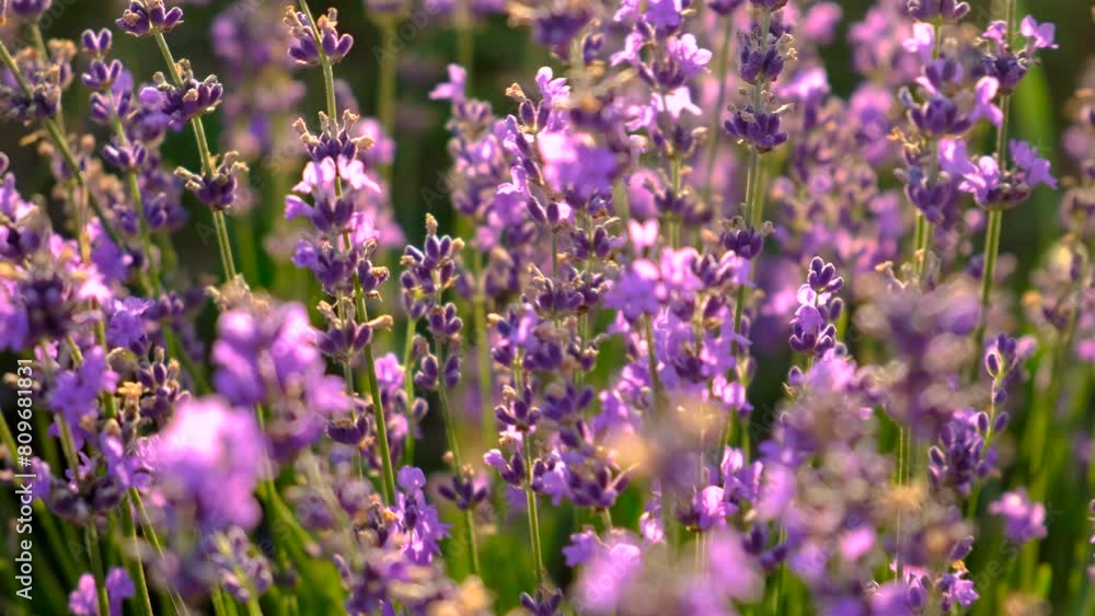 lavender blooms on the field. selective focus. lavender blooms on the field. selective focus.