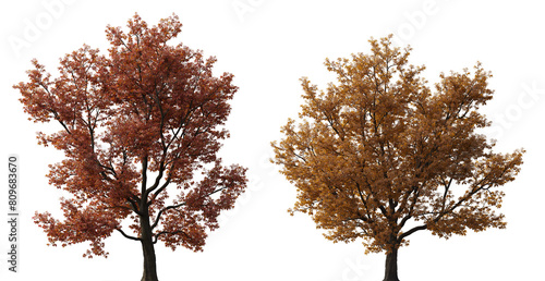 Quercus rubra frontal set of  northern red oak  large  red trees autumn isolated png on a transparent background perfectly cutout cloudy lighting 