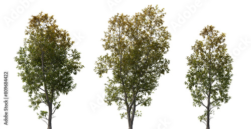 Fraxinus ornus frontal set isolated png on a transparent background perfectly cutout (manna ash, South European flowering ash)
 photo