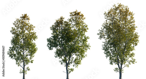 Fraxinus ornus frontal set isolated png on a transparent background perfectly cutout  manna ash  South European flowering ash  