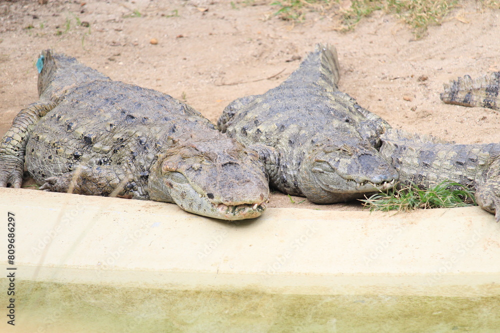 Obraz premium Brazilian river turtles and caymans inside a on Rio de Janeiro Zoo's resting and basking on the sun close to a pool