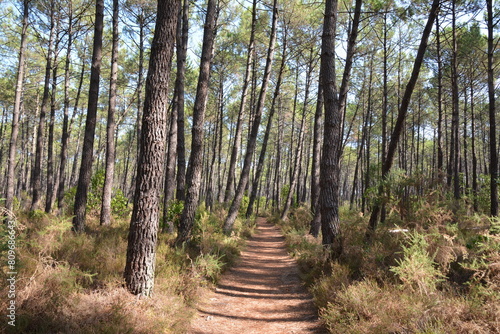 France, Aquitaine, la forêt des landes et de Gascogne est constituée de pins maritimes, elle s'étend sur près d'un million d'hectares, elle est bordée par l'océan Atlantique.