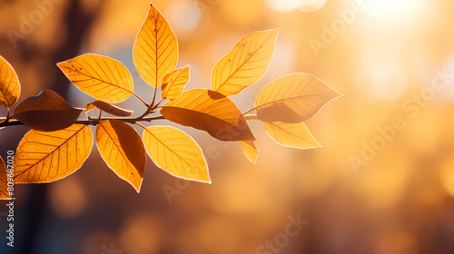 Autumn concept  golden leaves on tree branches
