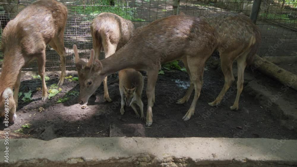 Red-necked wallabies and Javan rusa deer spending time together in a shared enclosure.