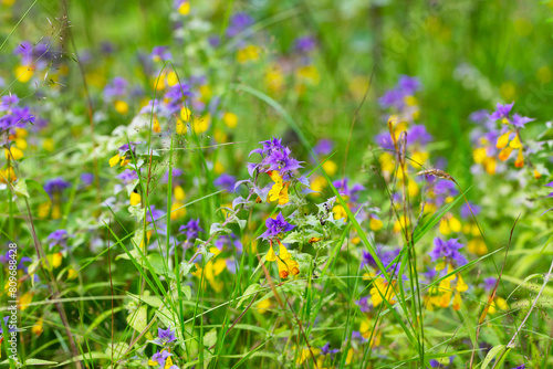 Melampyrum flower, Melampyrum nemorosum. Concept of seasons, ecology, natural green pharmacy,