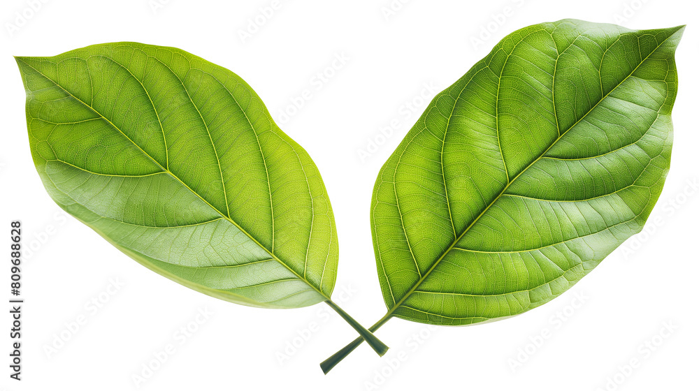 Fototapeta premium Two green leaves isolated on a transparent background