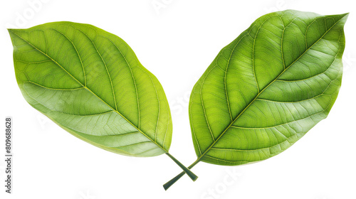 Two green leaves isolated on a transparent background