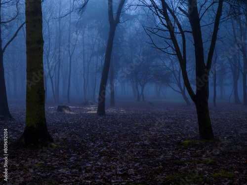 Dark mystical park in blue fog. Mysterious evening landscape. Autumn forest at twilight.