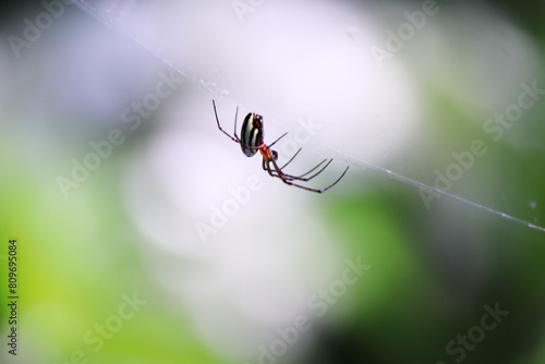 糸の上に止まっている蜘蛛 © eiiti aoki