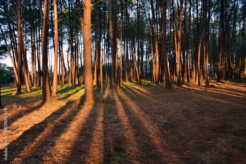 France, Aquitaine, derniers rayons du soleil sur la forêt des Landes et de Gascogne.