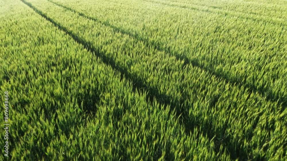 Green wheat field with tractor tire marks, aerial shot Green wheat field with tractor tire marks, aerial shot