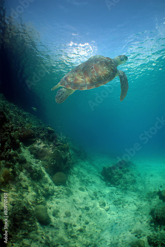 a sea turtle on a beach in the caribbean sea © gustavo