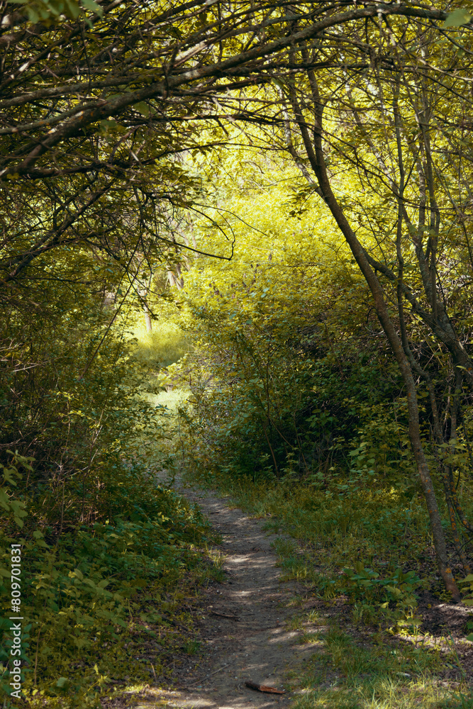 Path in the fall forest