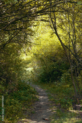 Obraz na płótnie Path in the fall forest w salonie