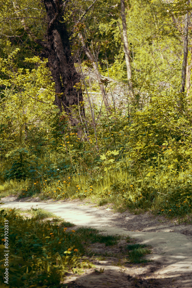 Path in the fall forest