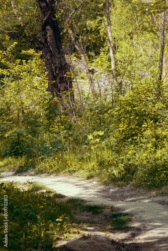 Obraz na płótnie Path in the fall forest w salonie