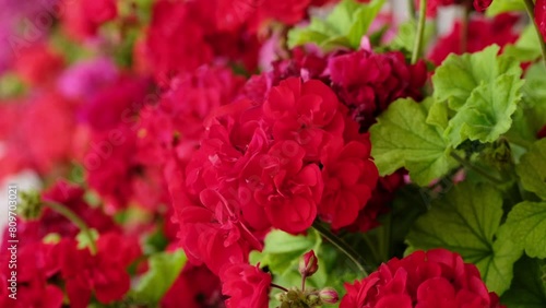 Garden geranium. Beautiful geranium flowers blooming on a terrace, outside.