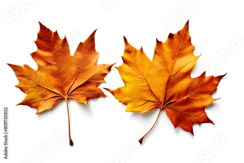 Two maple leaves on a white background  showcasing the beauty of nature s autumn colors.