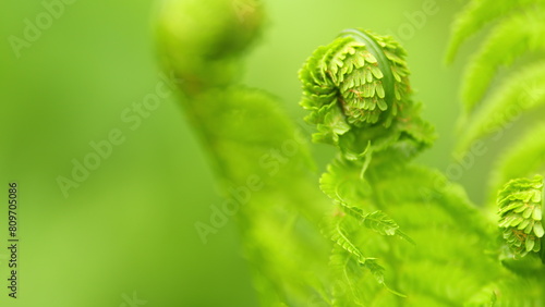 Young leaf of fern matteuccia struthiopteris. Exotic tropical ferns. Nature background. Rack focus. photo