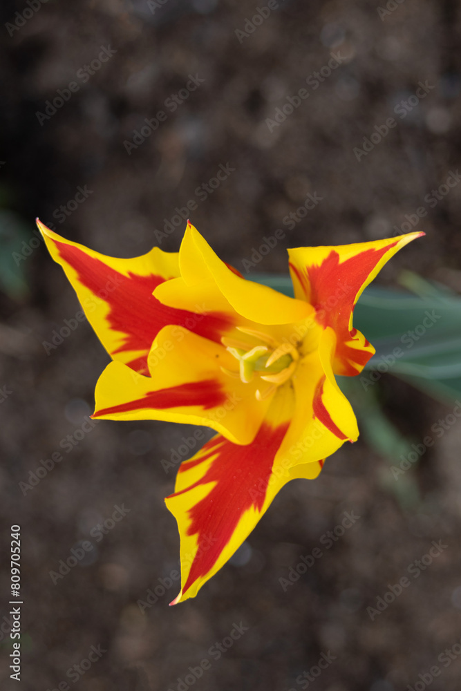 Flower. Tulip Winnipeg flower bulbs