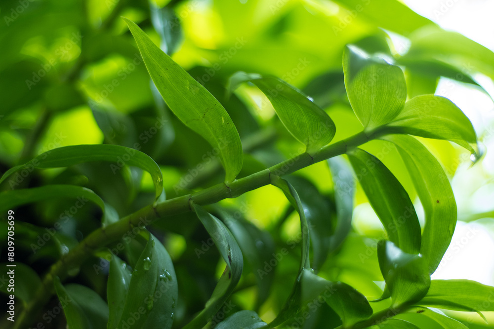 Obraz premium green orchid leaves