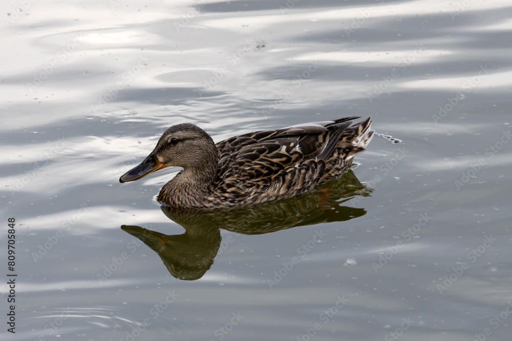 The mallard. Wild duck. Female