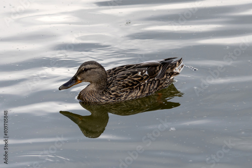 Obraz na płótnie The mallard. Wild duck. Female w salonie