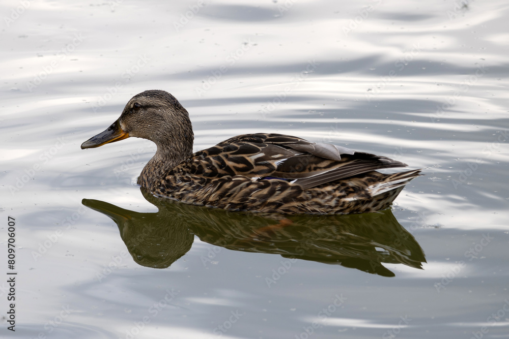 The mallard. Wild duck. Female