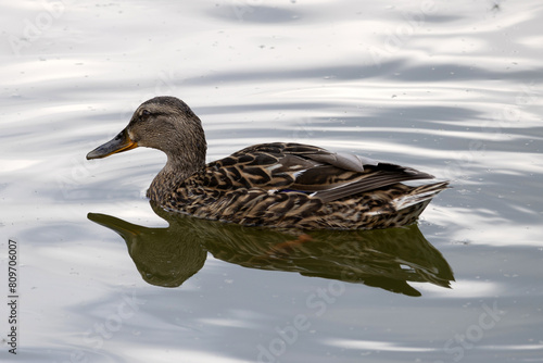 Obraz na płótnie The mallard. Wild duck. Female w salonie